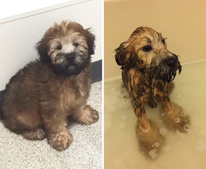 Funny,Dog,Pictures,Before,After,Bath