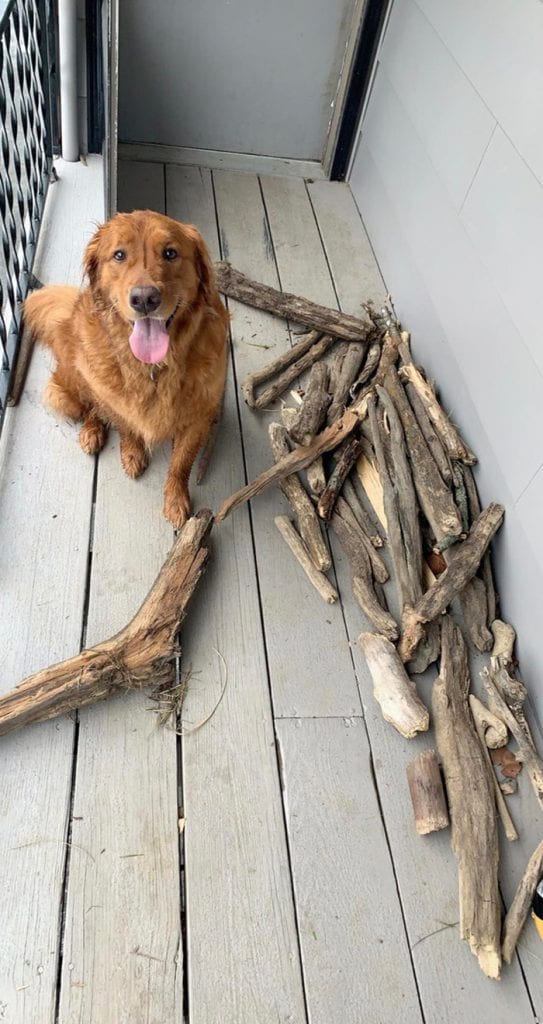 Golden Retriever,Proud,Stick,Collection,dog