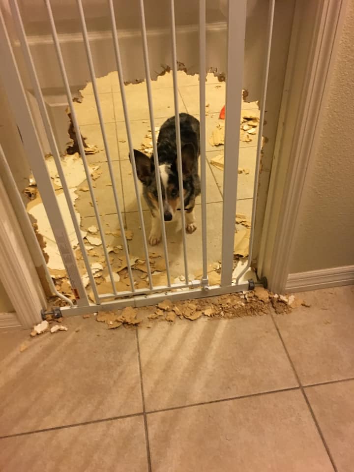 Hilarious,Pictures,Guilty,Dogs,guiltydogchallenge