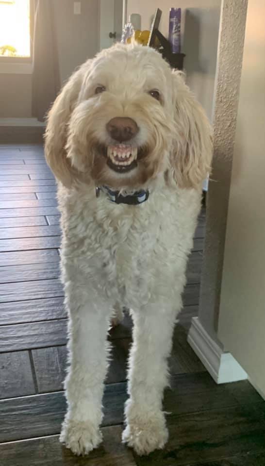 Funny,Pictures,Dogs,Showing,Their,Teeth