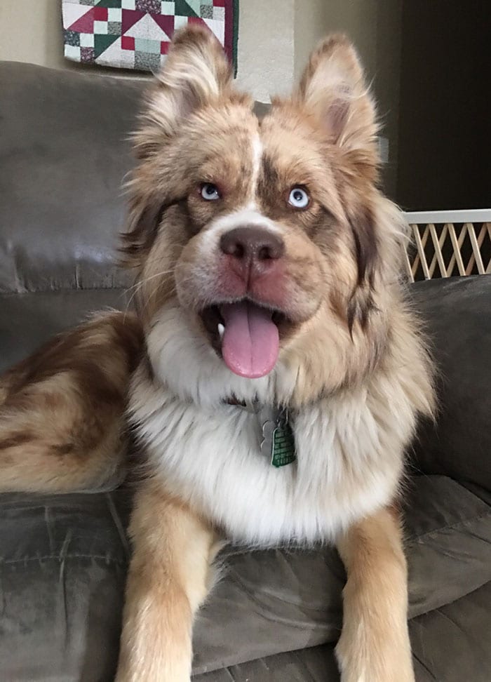 Adorable,Dogs,Learned,Hard,Way,Never,Mess,Bees,Dog,Adorable Dogs,Hard Way,Never Mess