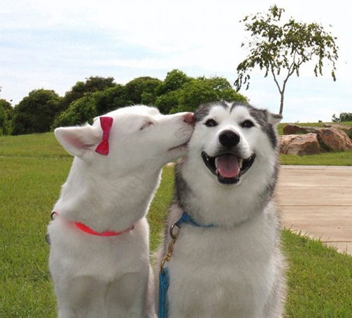 Funny,Pictures,Dogs,Happiest,Smile,Dog