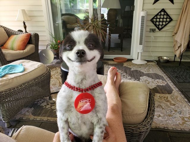 Pomeranian,Happy,Lucky,Brings,Smile,Larger,Own,People