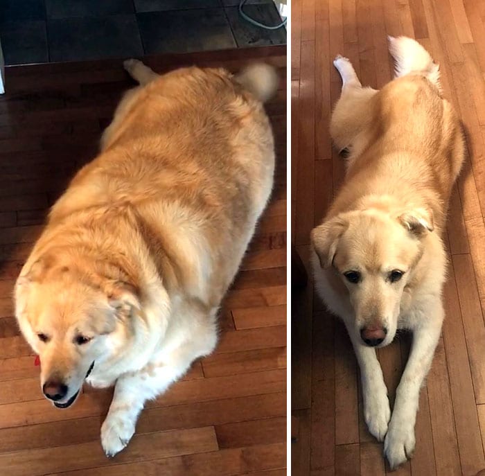 Amazing,Dog,Pictures,Before,After,Weight,Loss
