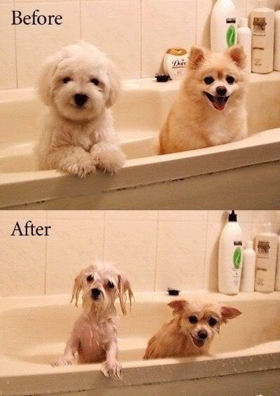 Funny,Dog,Pictures,Before,After,Bath