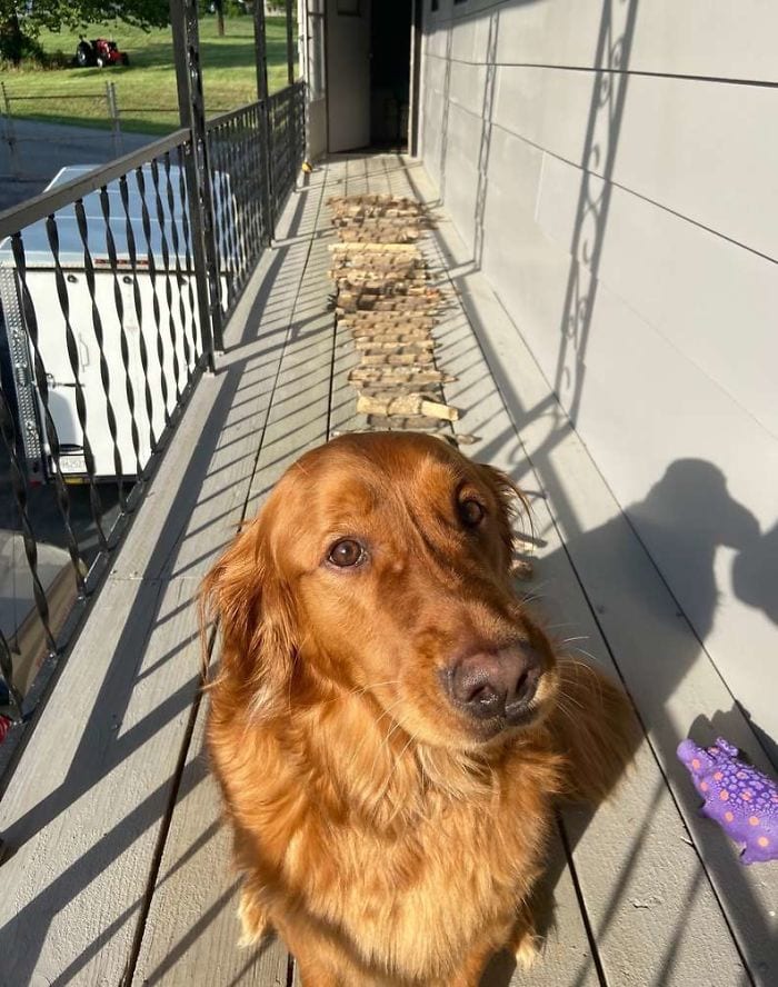 Golden Retriever,Proud,Stick,Collection,dog