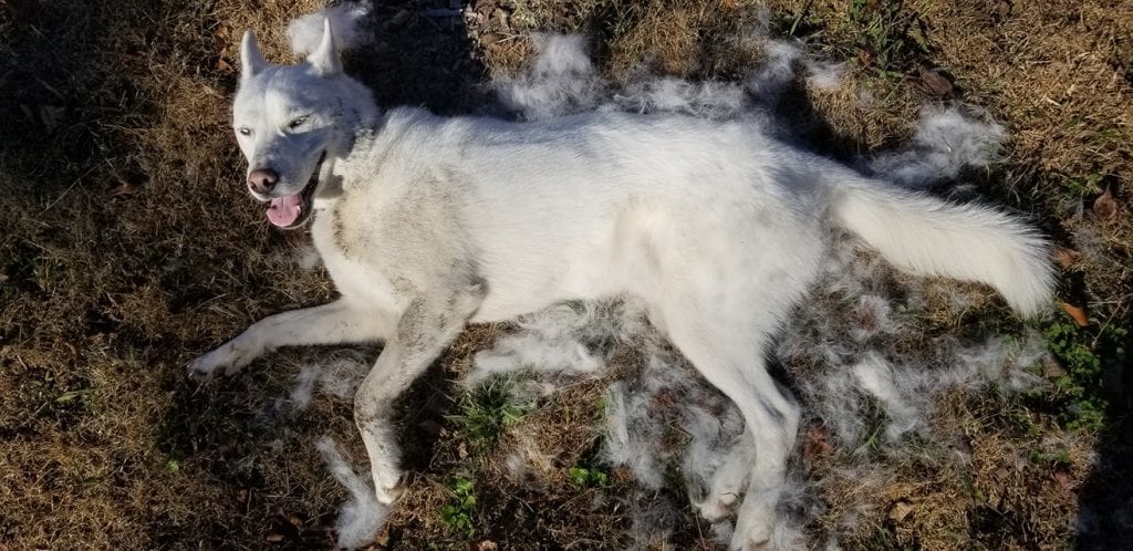Hilarious,Pictures,Shedding,Dogs