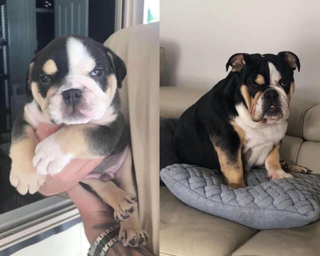 Adorable,Pictures,Dogs,Growing