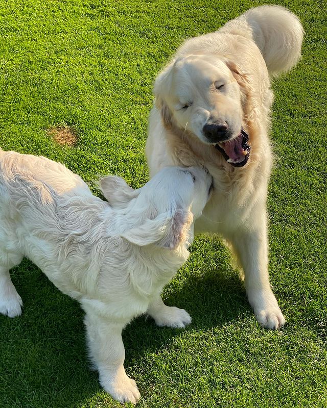 Golden Retriever,Puppy,Becomes,Sight,Buddy,Guide,Blind,Golden,Retriever
