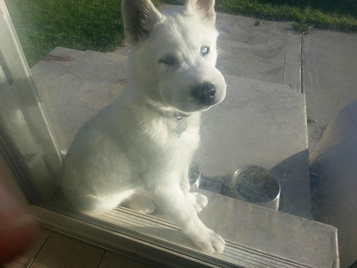 Adorable,Dogs,Learned,Hard,Way,Never,Mess,Bees,Dog,Adorable Dogs,Hard Way,Never Mess