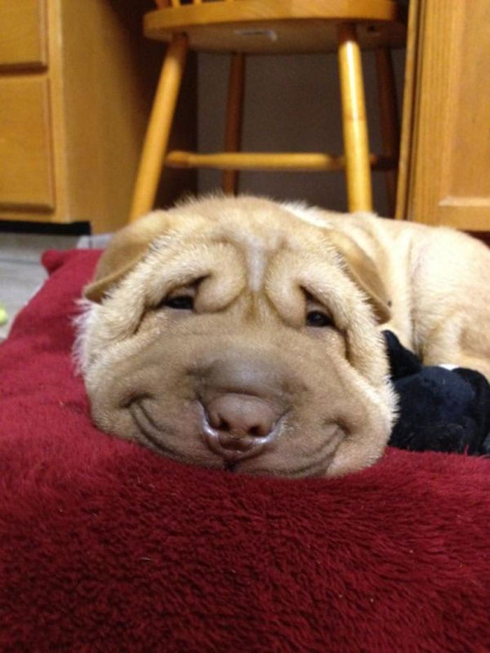 Funny,Pictures,Dogs,Happiest,Smile,Dog
