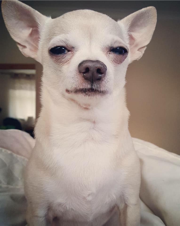 Hilarious,Pictures,Dogs,Disapproving,Looks,Dog