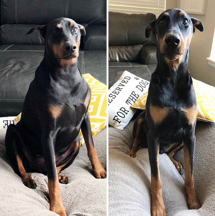 Amazing,Dog,Pictures,Before,After,Weight,Loss