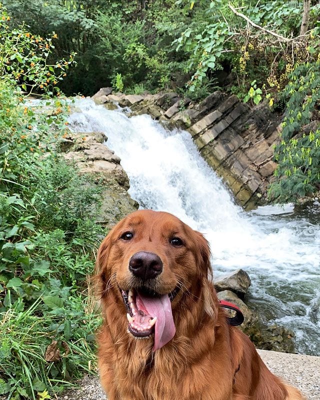 Golden Retriever,Proud,Stick,Collection,dog