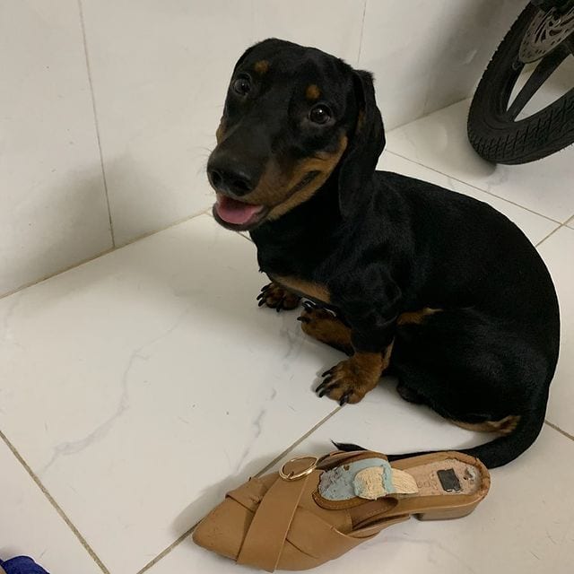 Hilarious,Pictures,Guilty,Dogs,guiltydogchallenge