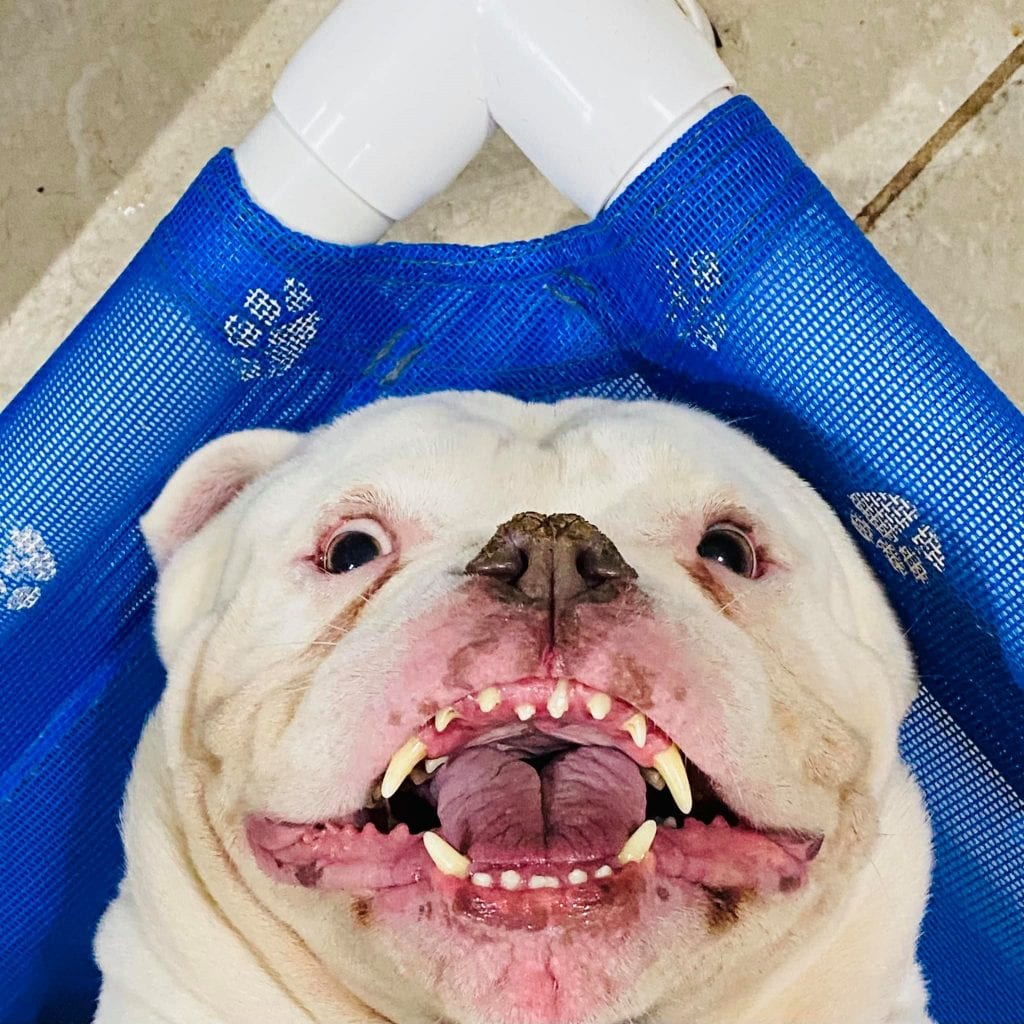 Funny,Pictures,Dogs,Showing,Their,Teeth