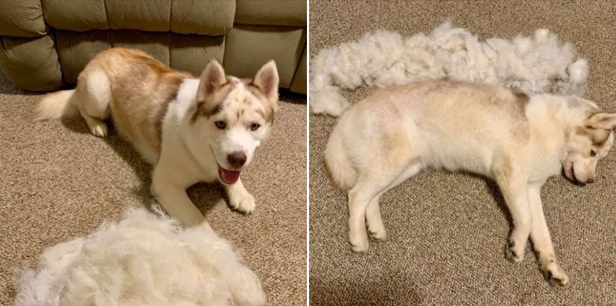 Hilarious,Pictures,Shedding,Dogs