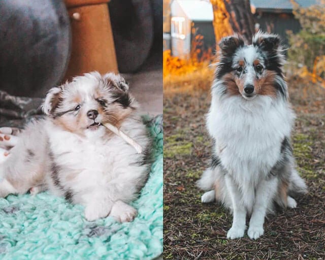 Adorable,Pictures,Dogs,Growing