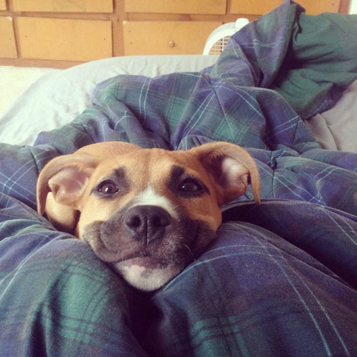 Funny,Pictures,Dogs,Happiest,Smile,Dog