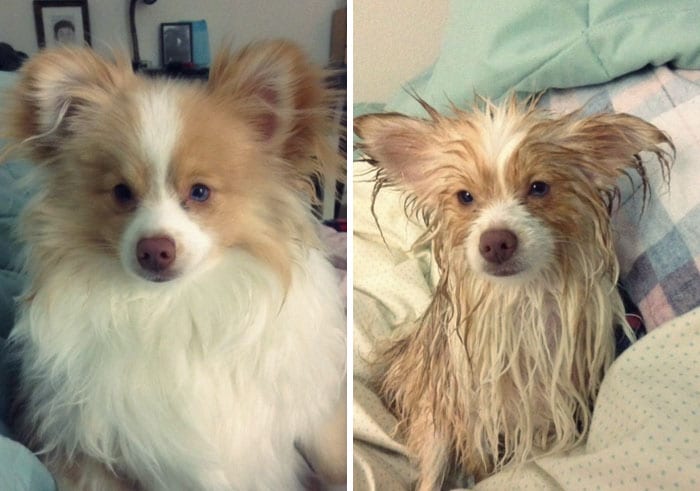 Funny,Dog,Pictures,Before,After,Bath