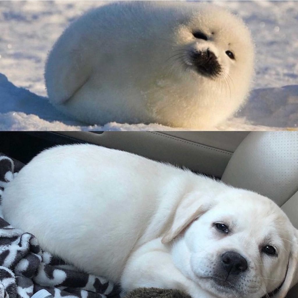 Funny,Dog,Pictures,Look,like,Challenge