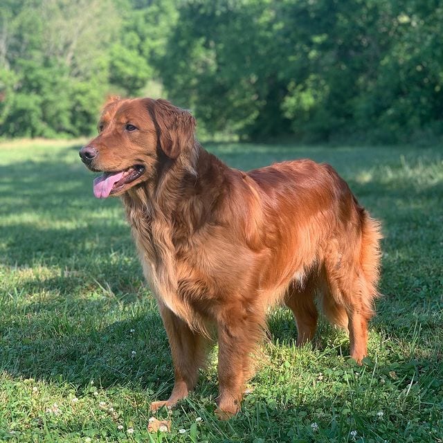 Golden Retriever,Proud,Stick,Collection,dog