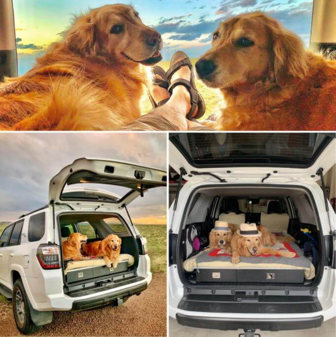 Pictures,Cool,Dog,Challenge
