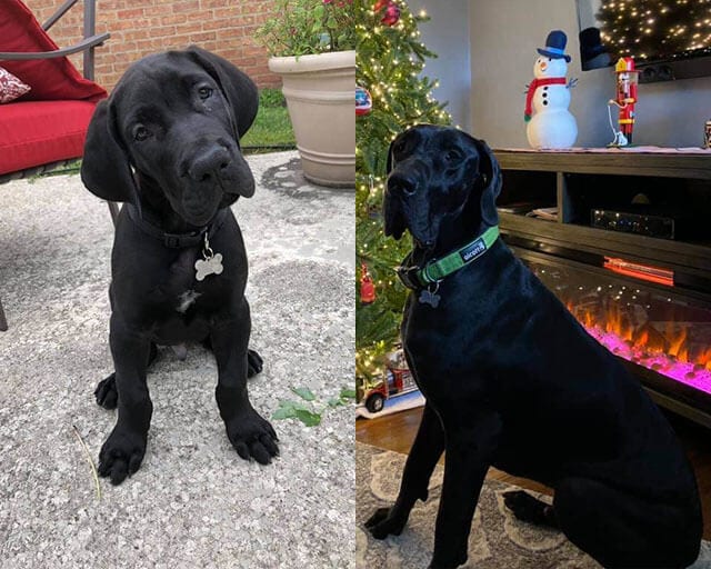 Adorable,Pictures,Dogs,Growing