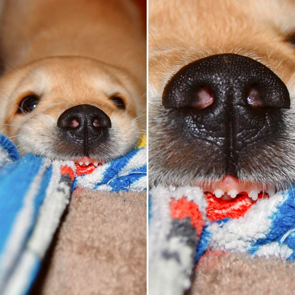 Funny,Pictures,Dogs,Showing,Their,Teeth