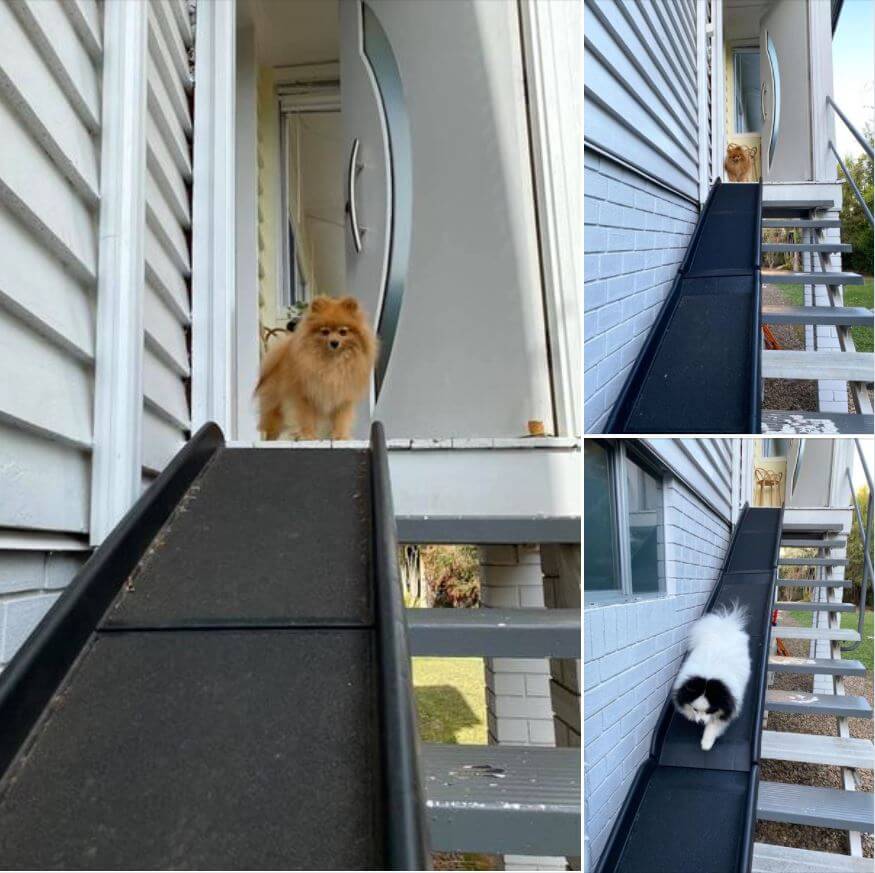 Pictures,Cool,Dog,Challenge