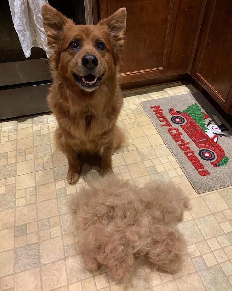 Hilarious,Pictures,Shedding,Dogs