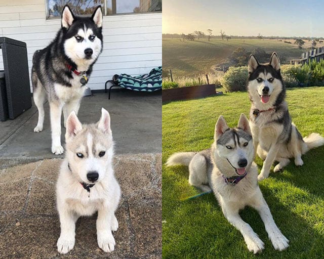 Adorable,Pictures,Dogs,Growing