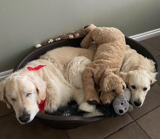Golden Retriever,Puppy,Becomes,Sight,Buddy,Guide,Blind,Golden,Retriever