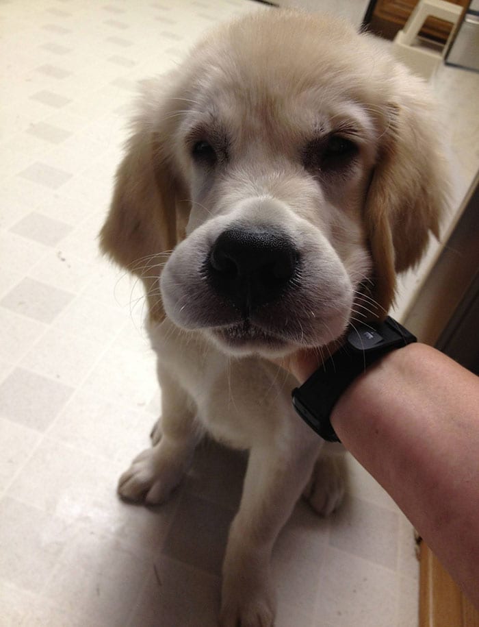 Adorable,Dogs,Learned,Hard,Way,Never,Mess,Bees,Dog,Adorable Dogs,Hard Way,Never Mess
