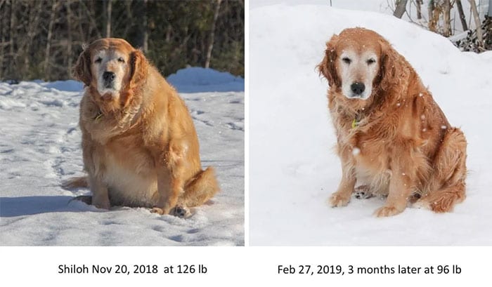 Amazing,Dog,Pictures,Before,After,Weight,Loss