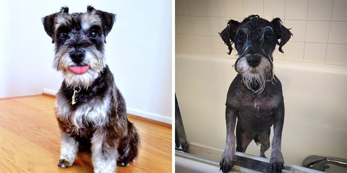 Funny,Dog,Pictures,Before,After,Bath