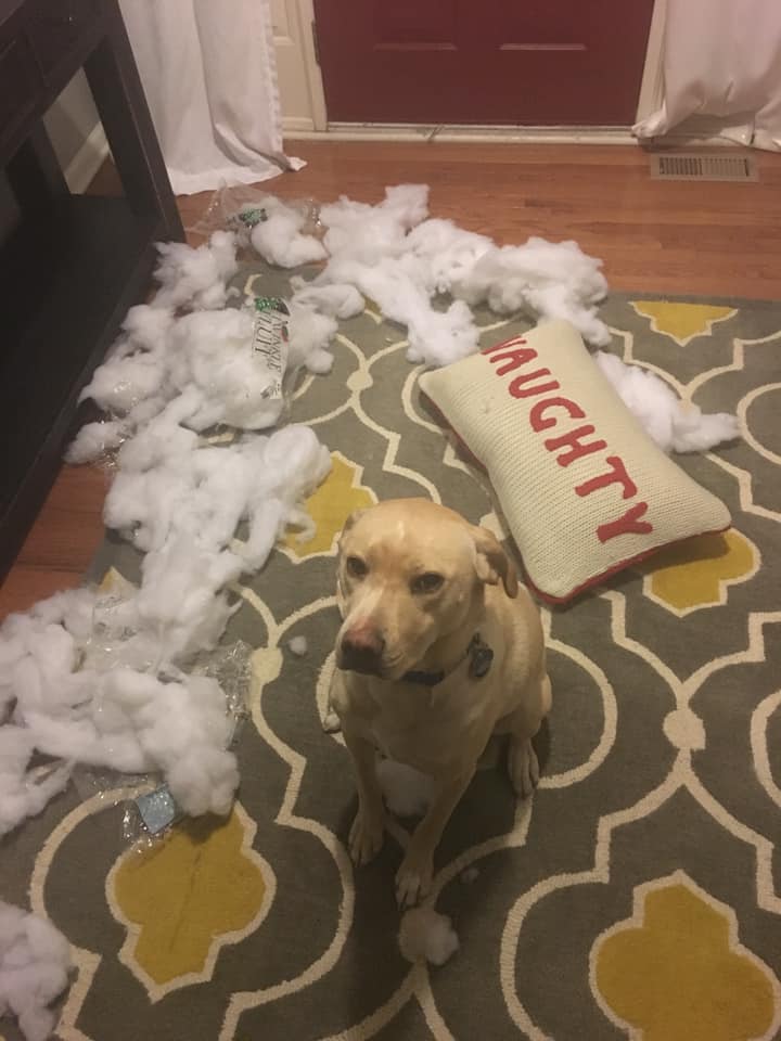 Hilarious,Pictures,Guilty,Dogs,guiltydogchallenge