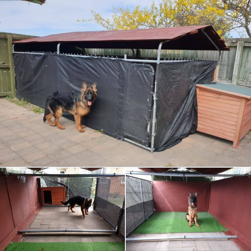 Pictures,Cool,Dog,Challenge
