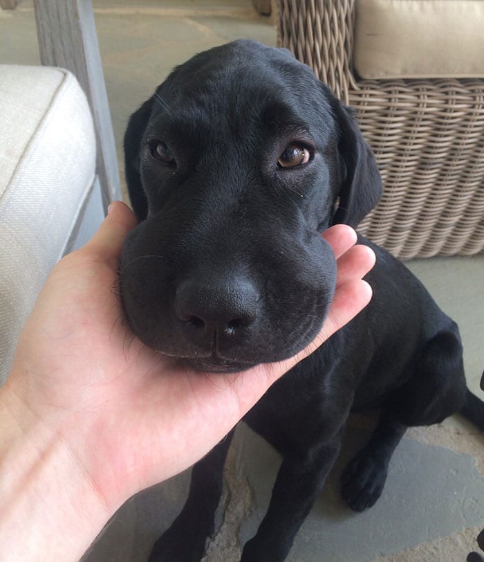 Adorable,Dogs,Learned,Hard,Way,Never,Mess,Bees,Dog,Adorable Dogs,Hard Way,Never Mess