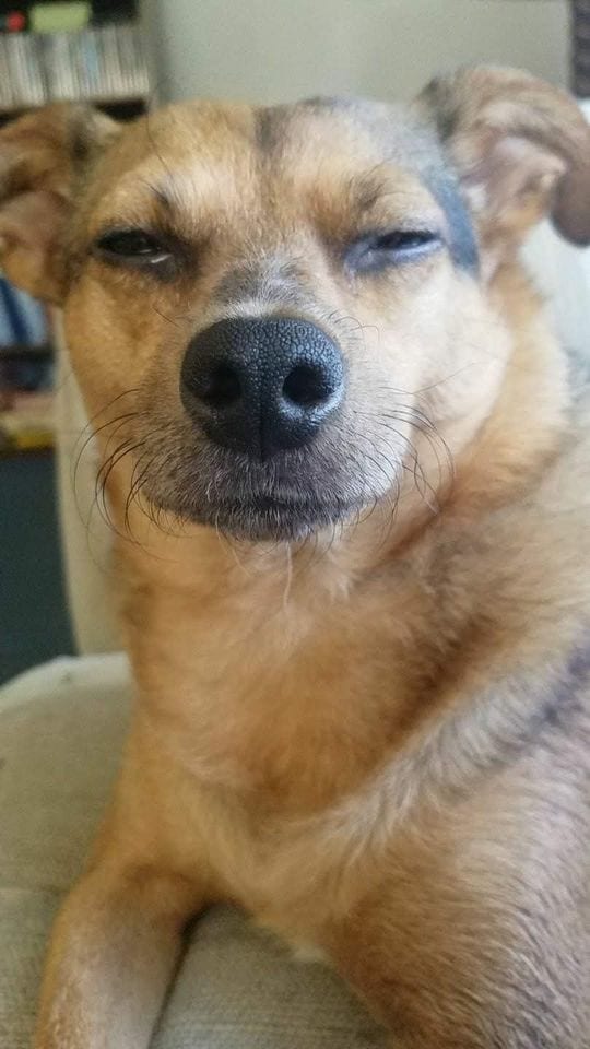 Hilarious,Pictures,Dogs,Disapproving,Looks,Dog