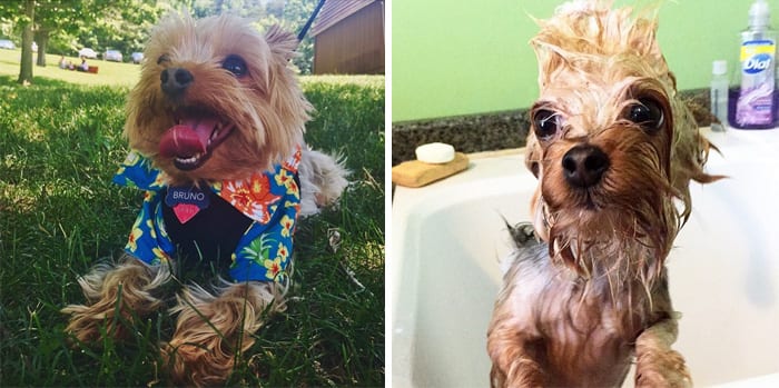 Funny,Dog,Pictures,Before,After,Bath