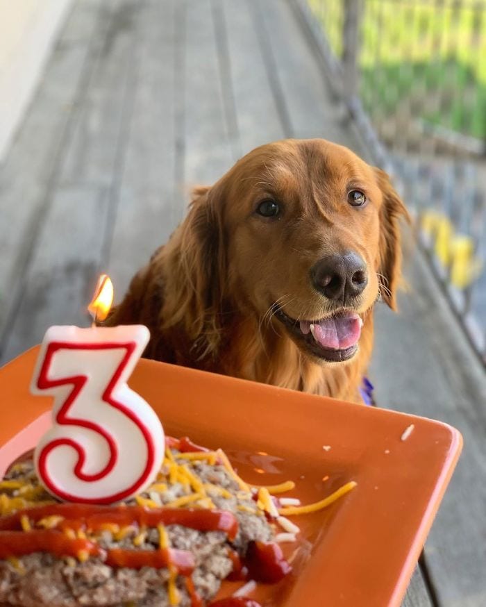 Golden Retriever,Proud,Stick,Collection,dog