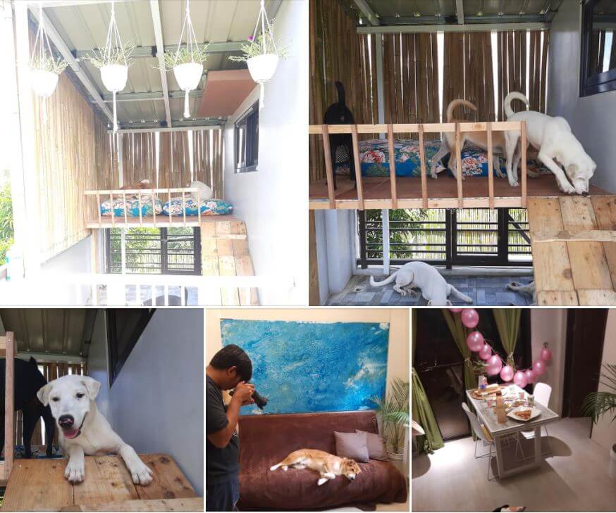 Pictures,Cool,Dog,Challenge