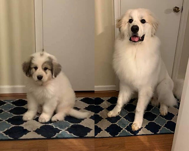 Adorable,Pictures,Dogs,Growing