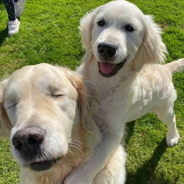 Golden Retriever,Puppy,Becomes,Sight,Buddy,Guide,Blind,Golden,Retriever