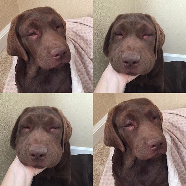 Adorable,Dogs,Learned,Hard,Way,Never,Mess,Bees,Dog,Adorable Dogs,Hard Way,Never Mess