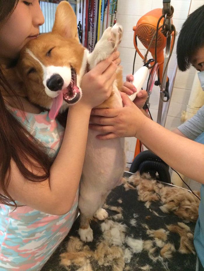 Funny,Pictures,Dogs,Happiest,Smile,Dog