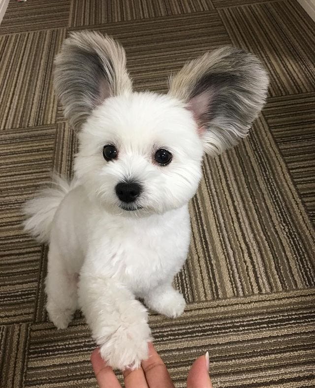 Incredibly,Cute,Maltese,Papillon,Mix,Large EarsLike,Mickey,Mouse,Ears,Cute Maltese,Papillon Mix,Large Ears,Mickey Mouse
