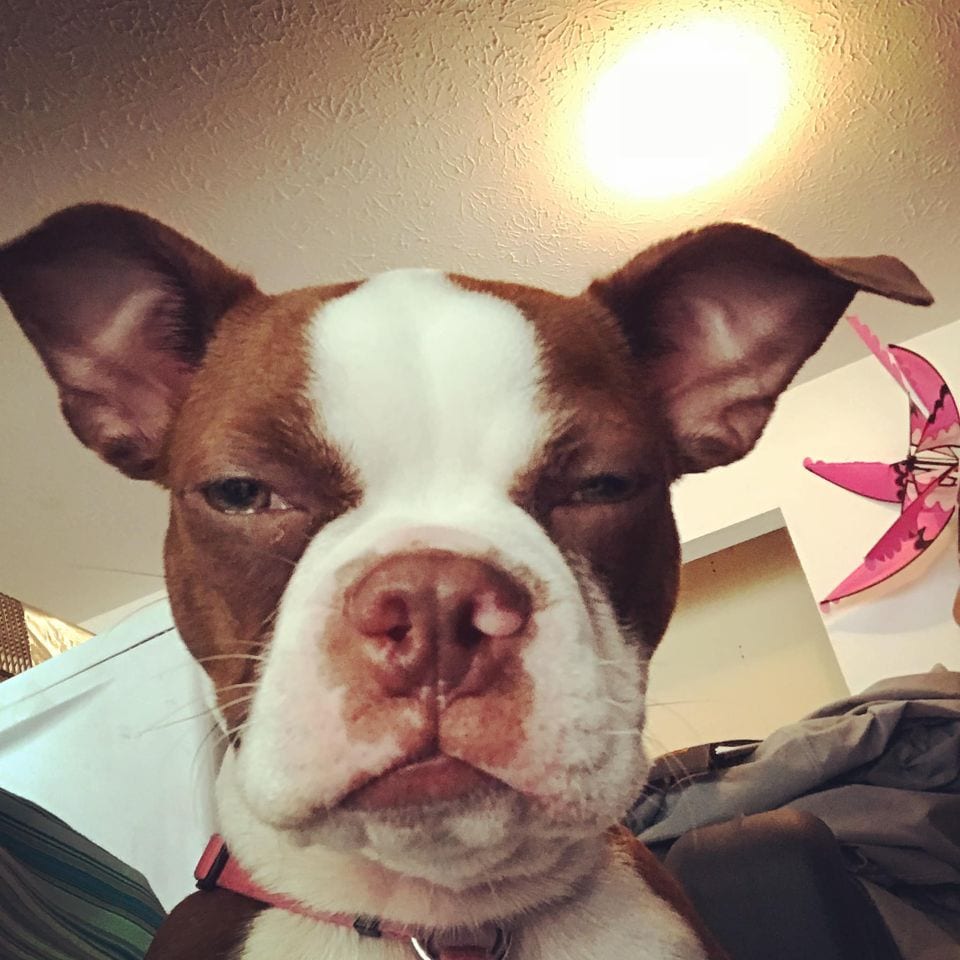 Hilarious,Pictures,Dogs,Disapproving,Looks,Dog