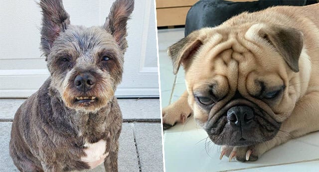 9 Hilarious Pictures Of Dogs With Disapproving Looks